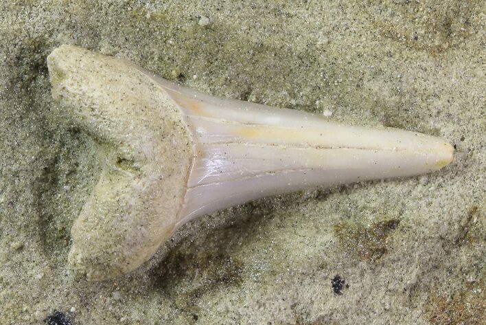 Mako Shark Tooth Fossil On Rock - Bakersfield, CA #68996